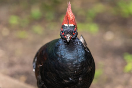 Close up of a male crested partridge (rollulus rouloul)の写真素材