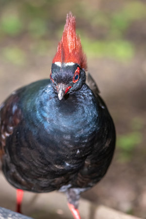 Close up of a male crested partridge (rollulus rouloul)の写真素材