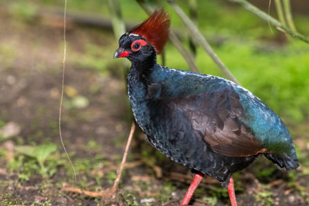 Close up of a male crested partridge (rollulus rouloul)の写真素材