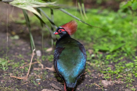 Close up of a male crested partridge (rollulus rouloul)の写真素材