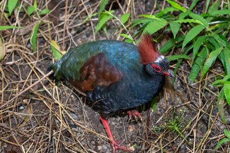 Close up of a male crested partridge (rollulus rouloul)の写真素材