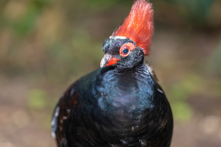 Close up of a male crested partridge (rollulus rouloul)の写真素材