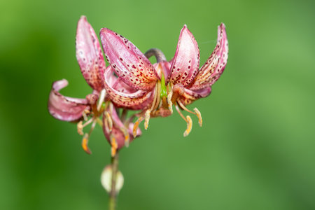 Close up of a martagon lily (lilium martagon) in bloomの写真素材