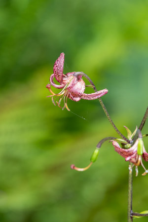 Close up of a martagon lily (lilium martagon) in bloomの写真素材