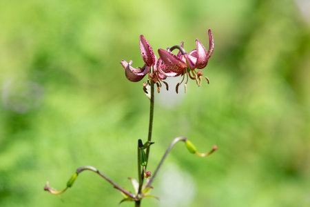 Close up of a martagon lily (lilium martagon) in bloomの写真素材