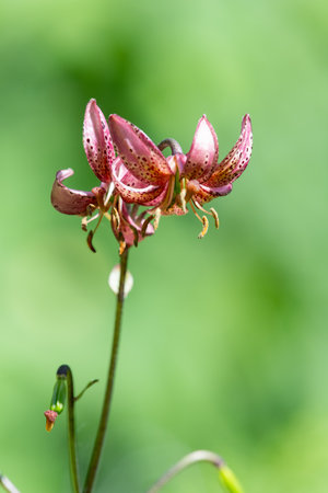 Close up of a martagon lily (lilium martagon) in bloomの写真素材