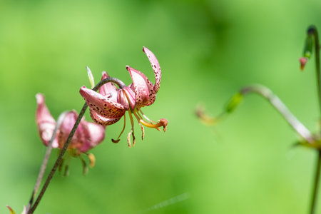 Close up of a martagon lily (lilium martagon) in bloomの写真素材