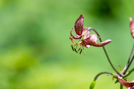 Close up of a martagon lily (lilium martagon) in bloomの写真素材