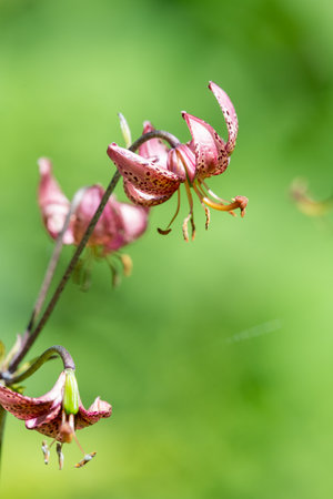 Close up of a martagon lily (lilium martagon) in bloomの写真素材