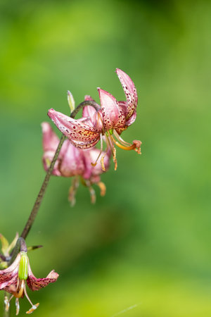 Close up of a martagon lily (lilium martagon) in bloomの写真素材