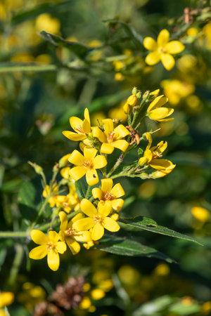 Close up of yellow loosestrife (lysimachia vulgaris) flowers in bloomの写真素材