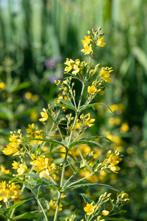 Close up of yellow loosestrife (lysimachia vulgaris) flowers in bloom