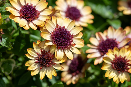 Close up of African daisies in bloom