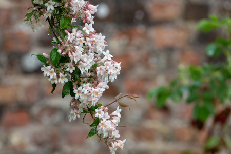 Close up of beauty bush (kolkwitzia amabilis) flowers in bloomの写真素材