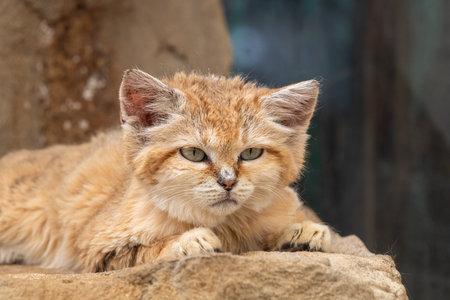 Portrait of a sand cat (felis margarita) in a zoo