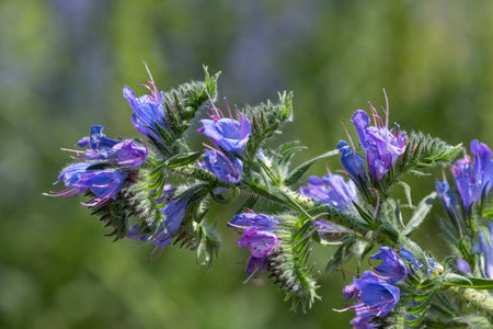 Close up of vipers bugloss (echium vugare) flowers in bloom