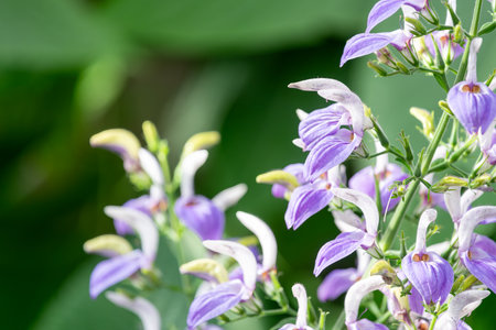 Close up of African giant blue salvia (brillantaisia owariensis) flowers in bloom