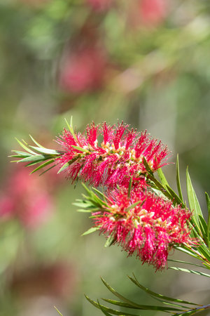 Close up of stiff bottlebrush (callistemon rigidus) flowers in bloomの写真素材
