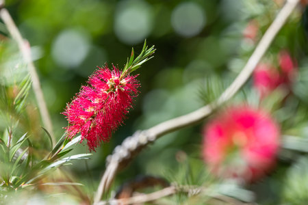 Close up of stiff bottlebrush (callistemon rigidus) flowers in bloomの写真素材