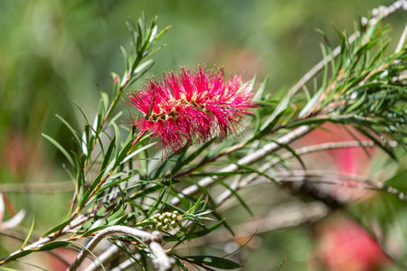 Close up of stiff bottlebrush (callistemon rigidus) flowers in bloomの写真素材