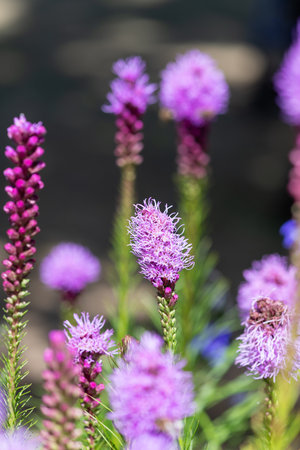 Close up of dense blazing star (liatris spicata) flowers in bloomの写真素材