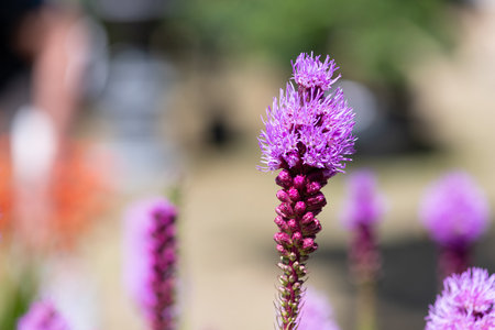 Close up of dense blazing star (liatris spicata) flowers in bloomの写真素材
