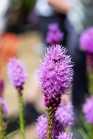 Close up of dense blazing star (liatris spicata) flowers in bloomの写真素材
