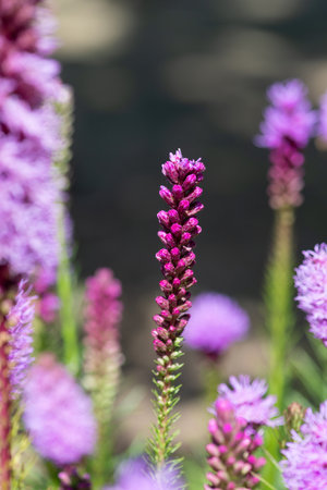 Close up of dense blazing star (liatris spicata) flowers in bloomの写真素材