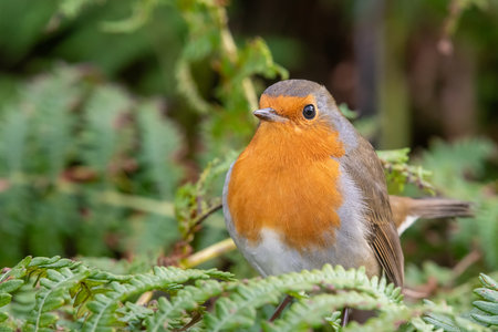 Portrait of a European robin (erithacus rubecula) perching on a bracken plantの写真素材
