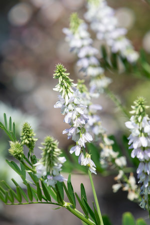 Close up of goats rue (galega officinalis) flowers in bloomの写真素材
