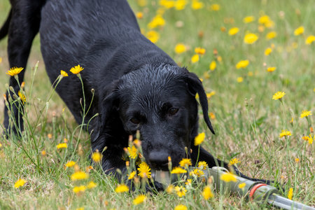 Cute portrait a cute black Labrador puppy chewing a garden hose