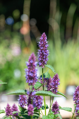 Close up of a beelicious purple agastache flower in bloom