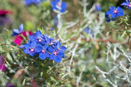 Close up of blue pimpernell (lysimachia monelli) flowers in bloom