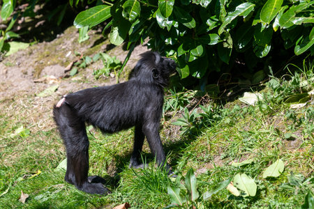 Photo of a baby Sulewesi crested macaque (macaca nigra) in a zoo