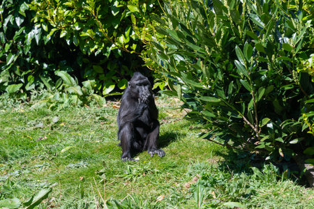 Photo of a Sulewesi crested macaque (macaca nigra) in a zoo