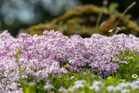 Moss phlox (phlox subulata) flowers in bloomの写真素材