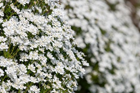 Close up of evergreen candytuft (iberis sempervirens) flowers in bloomの写真素材