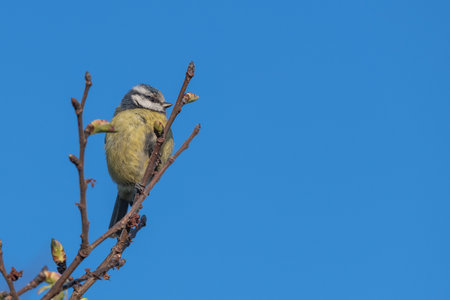 Close up of a blue tit (cyanistes caeruleus) perching on a branchの写真素材