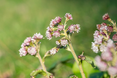 Close up of winter heliotrope (petasites pyrenaicus) flowers in bloomの写真素材