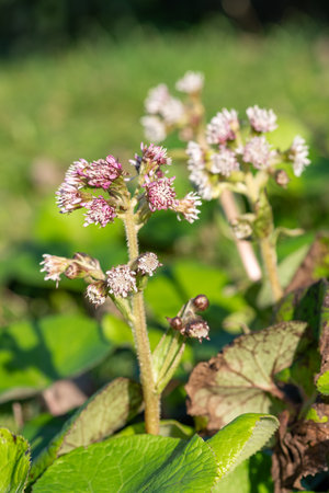 Close up of winter heliotrope (petasites pyrenaicus) flowers in bloomの写真素材