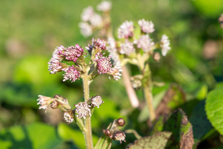 Close up of winter heliotrope (petasites pyrenaicus) flowers in bloomの写真素材