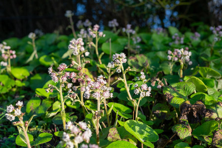 Close up of winter heliotrope (petasites pyrenaicus) flowers in bloomの写真素材