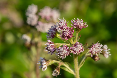 Close up of winter heliotrope (petasites pyrenaicus) flowers in bloom