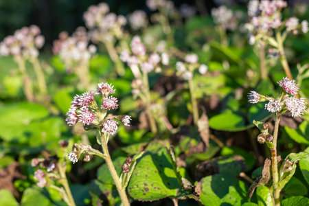 Close up of winter heliotrope (petasites pyrenaicus) flowers in bloomの写真素材