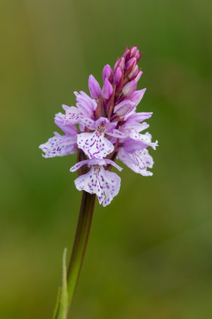 Close up of a heath spotted orchid (dactylorhiza maculata) flower in bloomの写真素材
