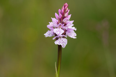 Close up of a heath spotted orchid (dactylorhiza maculata) flower in bloomの写真素材