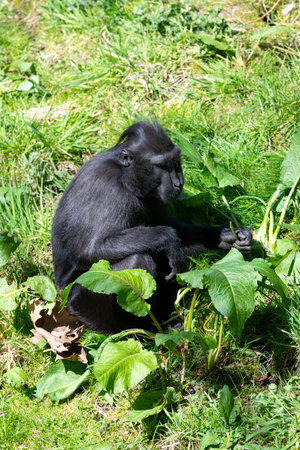 Photo of a Sulawesi crested macaque (macaca nigra)