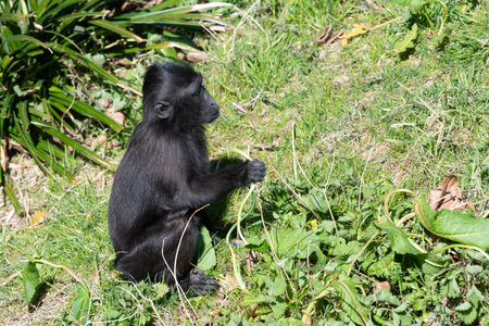 Photo of a baby Sulewesi crested macaque (macaca nigra) eating vegetation