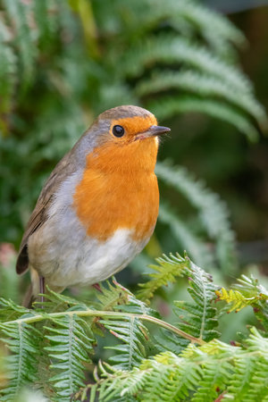 Portrait of a European robin (erithacus rubecula) perching on a bracken plantの写真素材