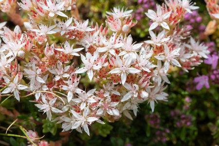 Close up of English stonecrop (sedum anglicum) flowers in bloomの写真素材